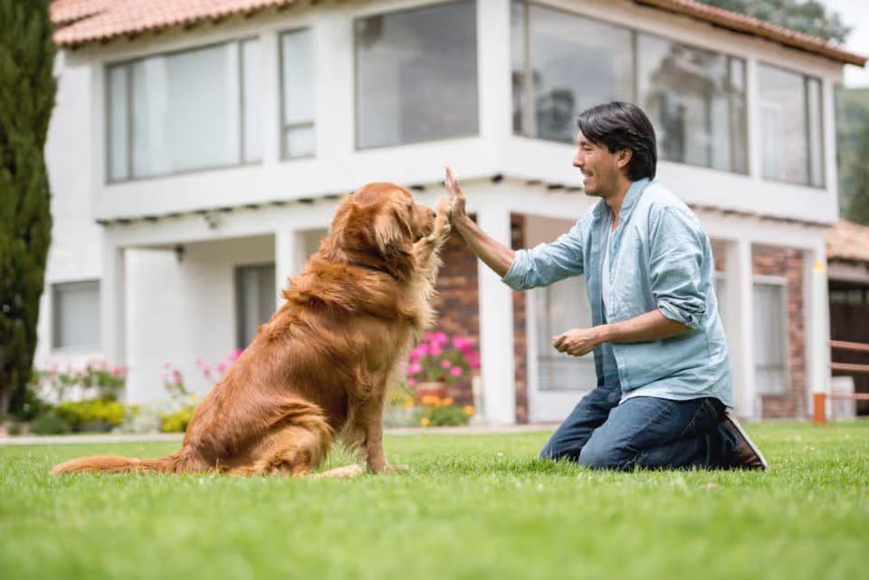 Man training his dog to give him a high-five