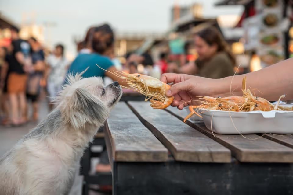 Dog-Friendly Restaurants