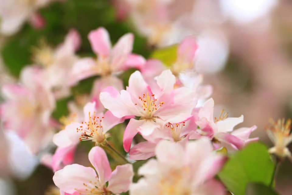 Bring Flowers