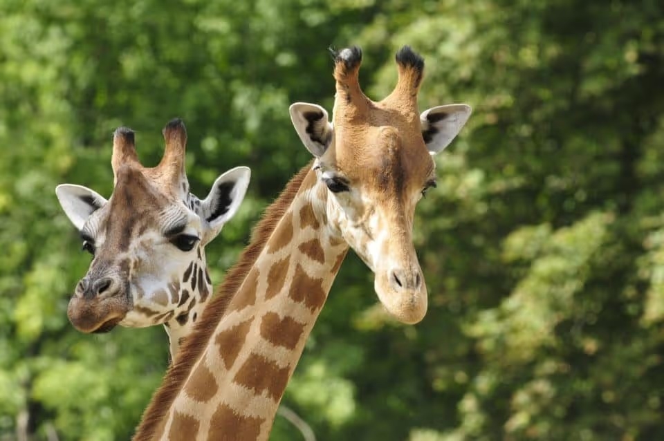Roer’s Zoofari