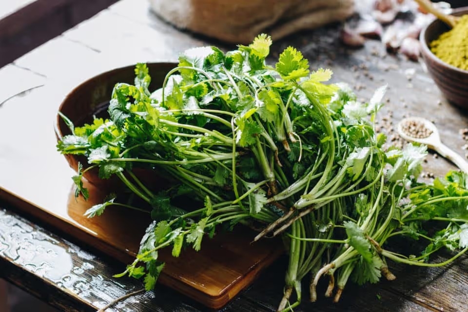 Fresh parsley and cilantro on wooden table