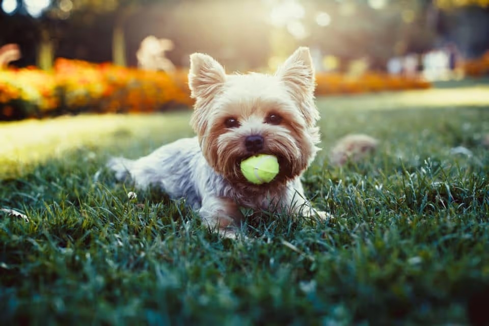 A small, blonde Yorkie dog sitting in the grass with a tennis ball in its mouth.
