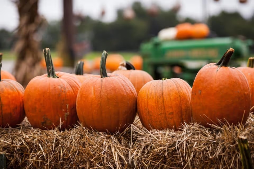 Pumpkins sitting on a bale of hay at a farm