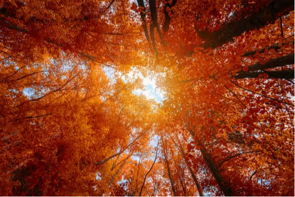 Fall trees on a sunny day