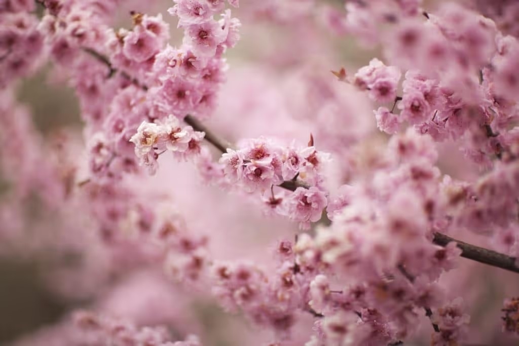 pink cherry blossoms in focus with more branches blurred in the background