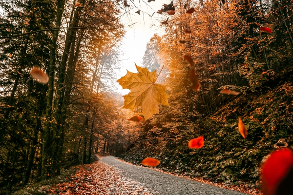 Drive into Fall Special
