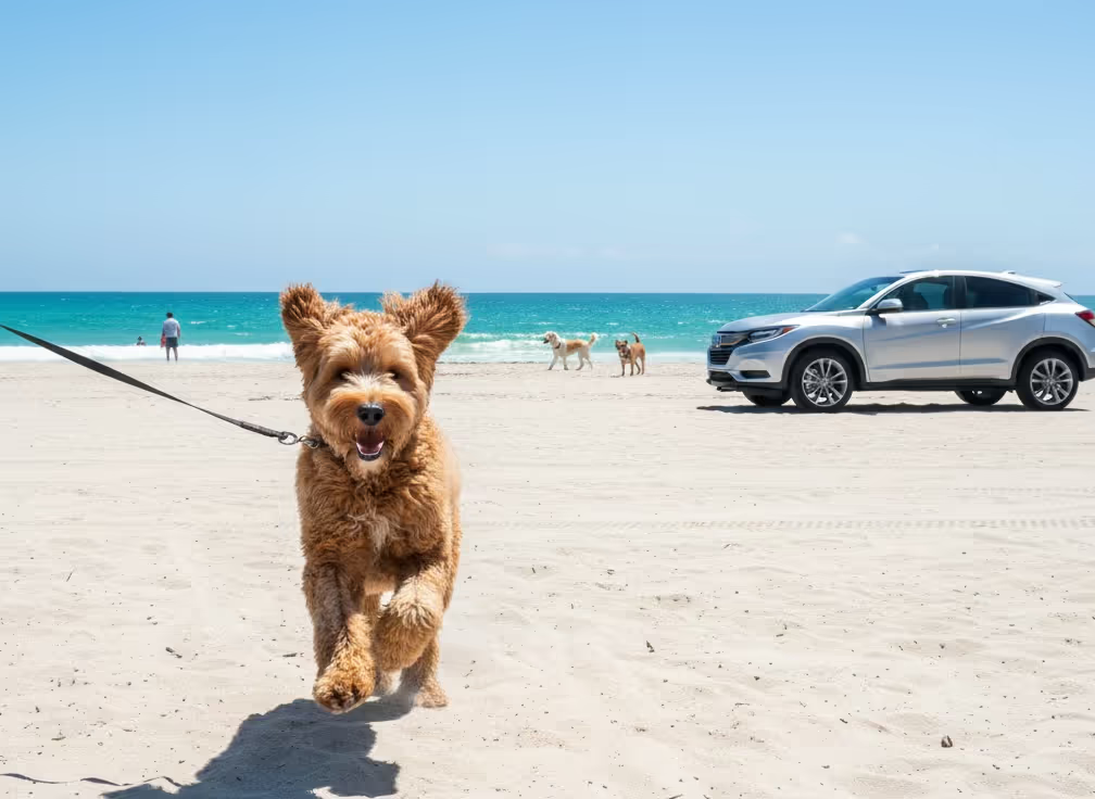 honda-vehicles-pet-friendly