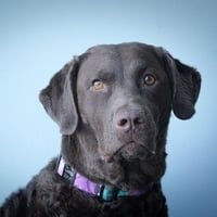 General Support and Snack Inspections Ziva Ruff