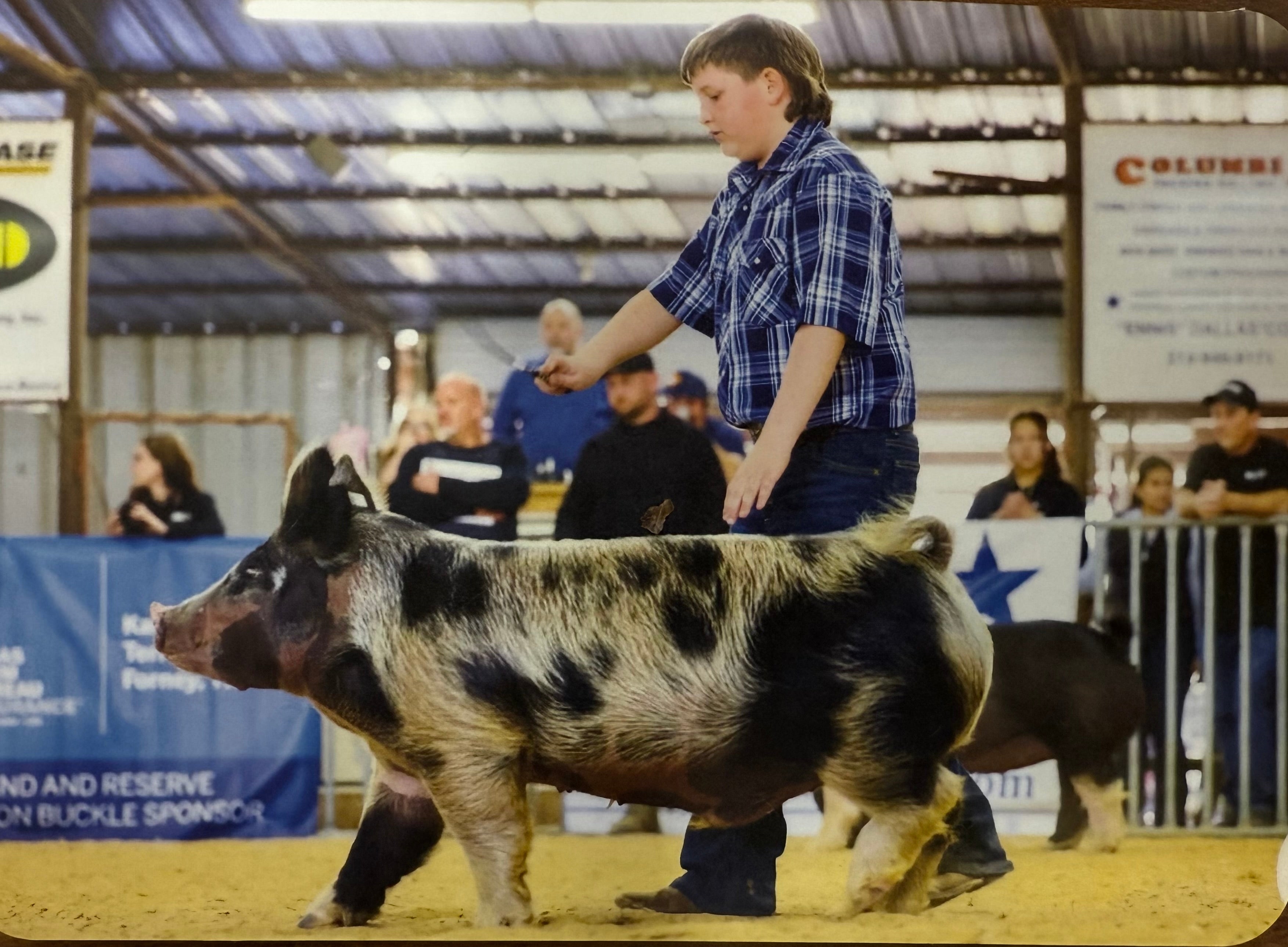 Livestock Show 1