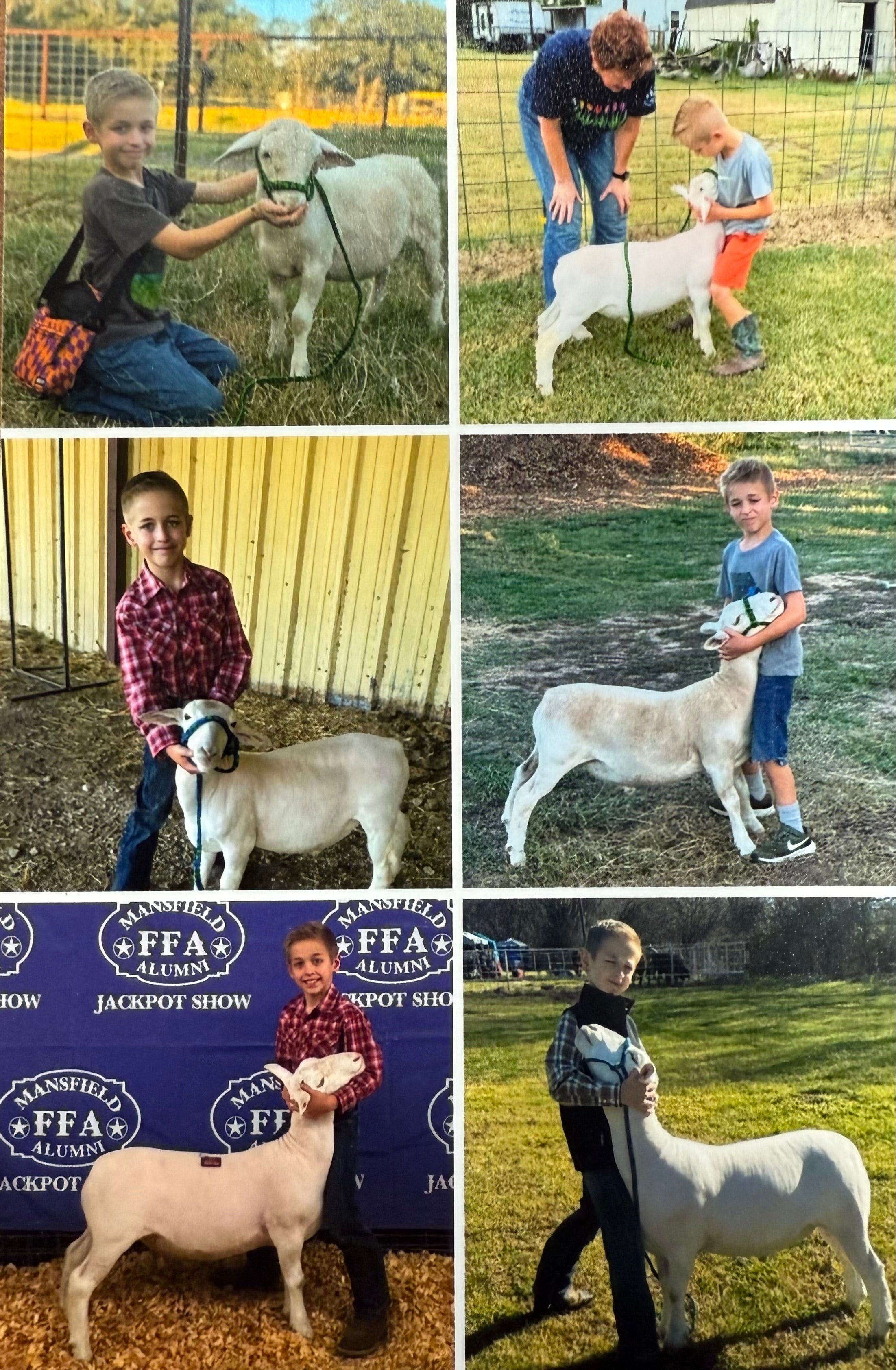 Livestock Show 3