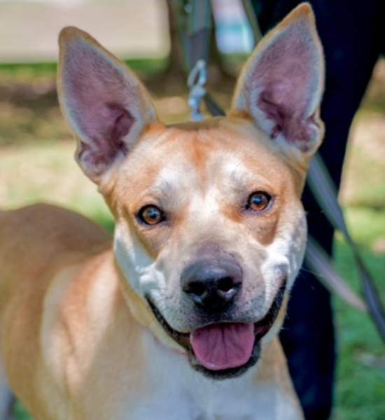 Roger Beasley Automotive Group Austin TX